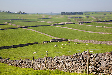 Dry stone walls and sheep, Litton, Derbyshire, England, United Kingdom, Europe