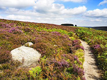 Path through Heather on Haworth Moor, Yorkshire, England, United Kingdom, Europe