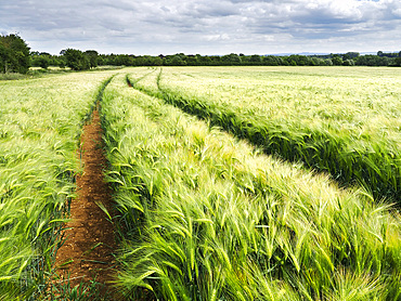 Barley Crop near Westwood in Wiltshire
