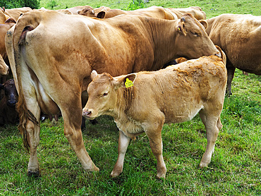 Cow and Calf near Iford in Wiltshire