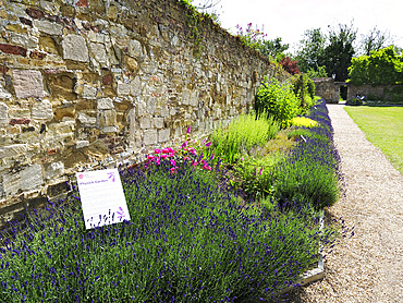 The Physick Garden in Ely Cambridgeshire