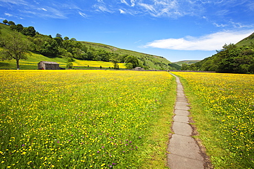 Paved footpath across buttercup meadows at Muker, Swaledale, Yorkshire Dales, Yorkshire, England, United Kingdom, Europe