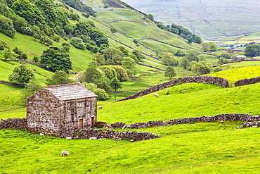 Field barn below Kisdon Hill near Angram in Swaledale, Yorkshire Dales, Yorkshire, England, United Kingdom, Europe