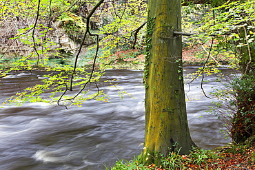 Autumn tree by the River Nidd in autumn, Nidd Gorge, near Knaresborough, North Yorkshire, Yorkshire, England, United Kingdom, Europe 