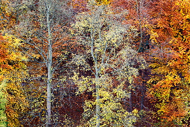 Autumn Trees on Long Walk at Mother Shiptons in Knaresborough North Yorkshire England