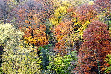 Autumn Trees on Long Walk at Mother Shiptons in Knaresborough North Yorkshire England