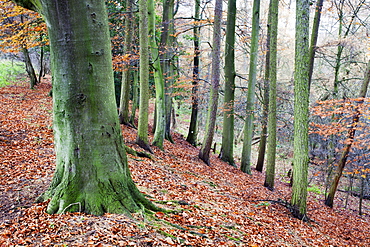 Woodland in autumn near Knaresborough, North Yorkshire, Yorkshire, England, United Kingdom, Europe 