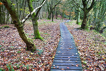 Duckboards near Scotton Bridge in Nidd Gorge Woods near Knaresborough, North Yorkshire, Yorkshire, England, United Kingdom, Europe 