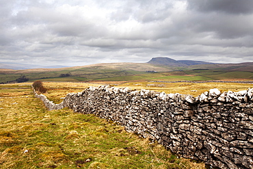 Dry stone wall at Winskill Stones with Pen Y Ghent beyond, near Settle, Yorkshire Dales, Yorkshire, England, United Kingdom, Europe