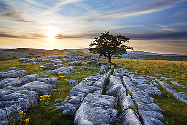 Lone tree and Limestone Pavement at sunset, Settle, Yorkshire, England, United Kingdom, Europe