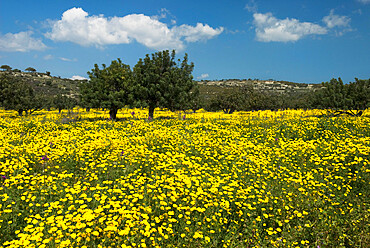 Spring meadow, near Limassol, Cyprus, Europe