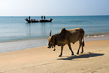 Cattle and fishing boat, Benaulim, Goa, India, Asia