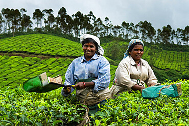 Tea pickers, near Munnar, Kerala, India, Asia