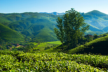 View over tea plantations, near Munnar, Kerala, India, Asia