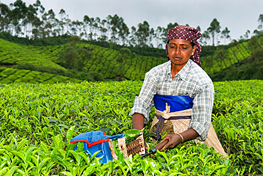 Tea picker, near Munnar, Kerala, India, Asia