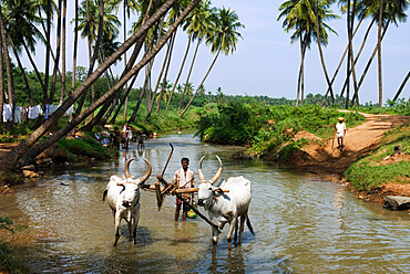 Rural scene, Tamil Nadu, India, Asia