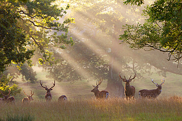 Deer in morning mist, Woburn Abbey Park, Woburn, Bedfordshire, England, United Kingdom, Europe