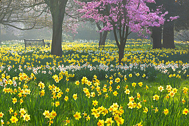 Daffodils and blossom in spring, Hampton, Greater London, England, United Kingdom, Europe