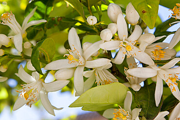 Orange blossom, Seville, Andalucia, Spain, Europe