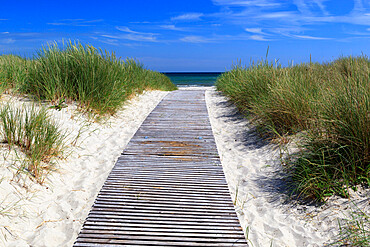 Path through sand dunes to beach, Albaek, North Jutland, Denmark, Scandinavia, Europe