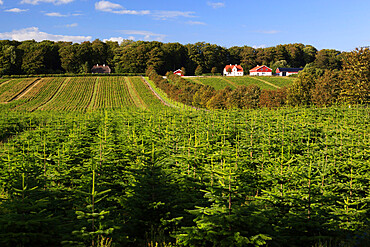 Norway spruce (Christmas tree) plantation, Ry, Lake District, Jutland, Denmark, Scandinavia, Europe