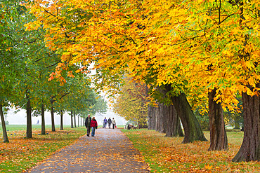 Autumnal trees, Hyde Park, London, England, United Kingdom, Europe