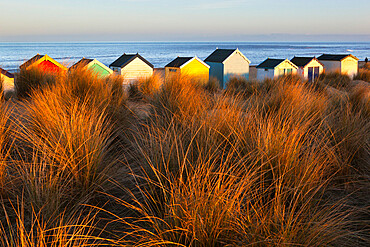 Beach huts amid sand dunes, Southwold, Suffolk, England, United Kingdom, Europe