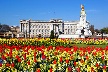 Buckingham Palace and Queen Victoria Monument with tulips, London, England, United Kingdom, Europe