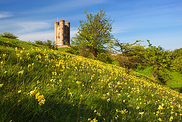 Broadway Tower with cowslips, Broadway, Worcestershire, England, United Kingdom, Europe