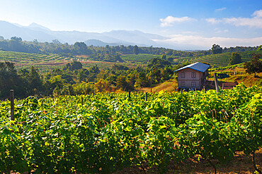 Red Mountain Estate winery, Nyaungshwe, Inle Lake, Shan State, Myanmar (Burma), Asia