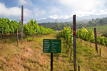 Red Mountain Estate winery, Nyaungshwe, Inle Lake, Shan State, Myanmar (Burma), Asia