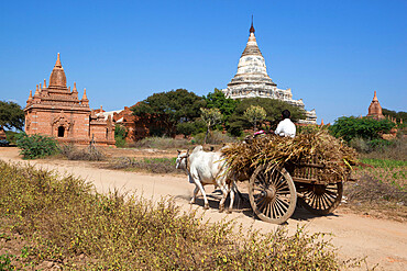 Wooden ox cart passing Shwesandaw Temple, Bagan (Pagan), Central Myanmar, Myanmar (Burma), Asia