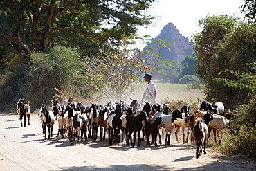 Flock of goats along dusty track, Bagan (Pagan), Central Myanmar, Myanmar (Burma), Asia