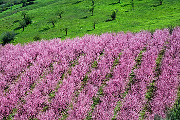 Pink almond blossom, near Cesaro, Sicily, Italy, Europe