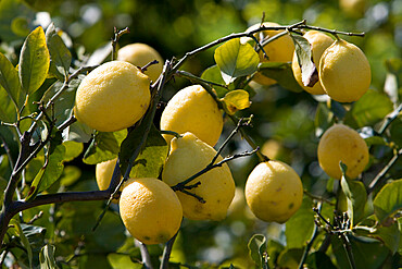 Lemons on branch, Sicily, Italy, Europe