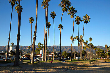 Palm trees behind beach, Santa Barbara, Santa Barbara County, California, United States of America, North America