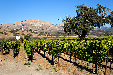 Zaca Mesa Winery and vineyards, Foxen Canyon Road, near Los Olivos, Santa Barbara County, California, United States of America, North America