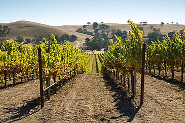 Vineyards and hills, near Los Olivos, Santa Ynez Valley, Santa Barbara County, California, United States of America, North America