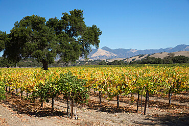 Firestone Winery vineyards, near Los Olivos, Santa Ynez Valley, Santa Barbara County, California, United States of America, North America