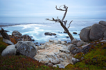 Jagged tree along 17 Mile Drive, Carmel, Monterey County, California, United States of America, North America