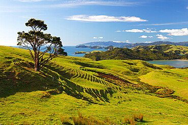 Coastline looking north towards Coromandel and Hauraki Gulf, Coromandel Peninsula, Waikato, North Island, New Zealand, Pacific