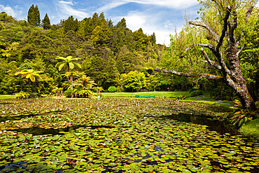 Lily pond at Rapaura Water Gardens, near Thames, Coromandel Peninsula, Waikato, North Island, New Zealand, Pacific