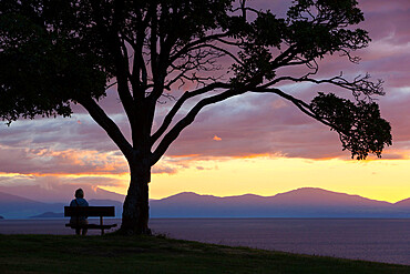 Bench and tree overlooking Lake Taupo, Taupo, North Island, New Zealand, Pacific