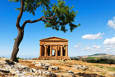 Tempio di Concordia (Concord) and almond tree, Valle dei Templi, UNESCO World Heritage Site, Agrigento, Sicily, Italy, Europe