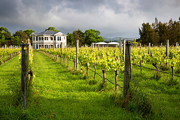 Vineyards of the Cambridge Road Winery, Martinborough, Wellington region, North Island, New Zealand, Pacific