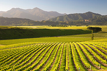 Vineyards along Delta Lake Heights Road, Renwick, near Blenheim, Marlborough region, South Island, New Zealand, Pacific