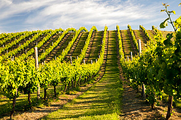 Vineyards along Delta Lake Heights Road, Renwick, near Blenheim, Marlborough region, South Island, New Zealand, Pacific