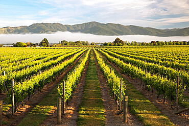 Vineyards in morning mist, Renwick, near Blenheim, Marlborough region, South Island, New Zealand, Pacific