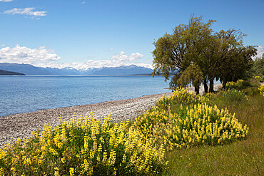 Lake Te Anau, Te Anau, Southland, South Island, New Zealand, Pacific