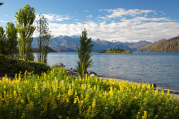 Spring flowers on Lake Wanaka, Wanaka, Otago, South Island, New Zealand, Pacific